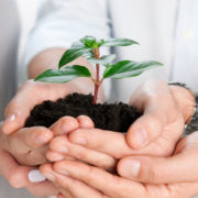 Business team holding together a fresh green sprout closeup