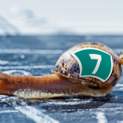 snail crosses finish line Sarah Gibson