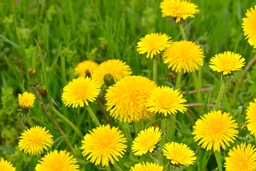 The Problem with Dandelions on Our Teams Sarah Gibson