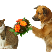 Extend Forgiveness So Everyone Can Move Forward Sarah Gibson